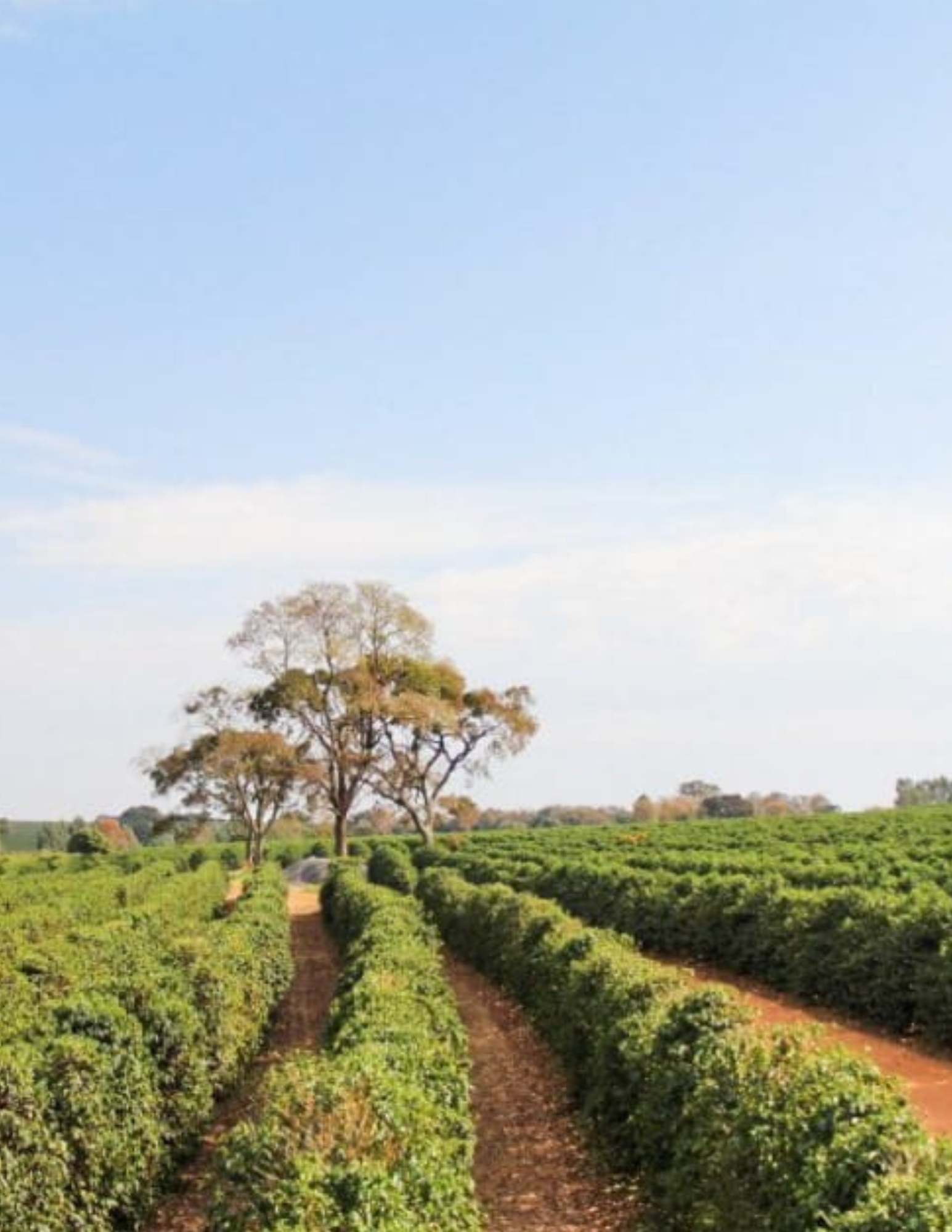 Koffiebonen - Brazilië - Bela Época - 250G - Espresso Roast