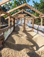 Koffiebonen - Kenia - Ngandu AA - 250G - Filter Roast