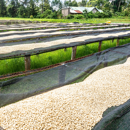 Coffee Beans - Kenya - Ngandu AA - 250g - Filter Roast - Harman Shop & Atelier