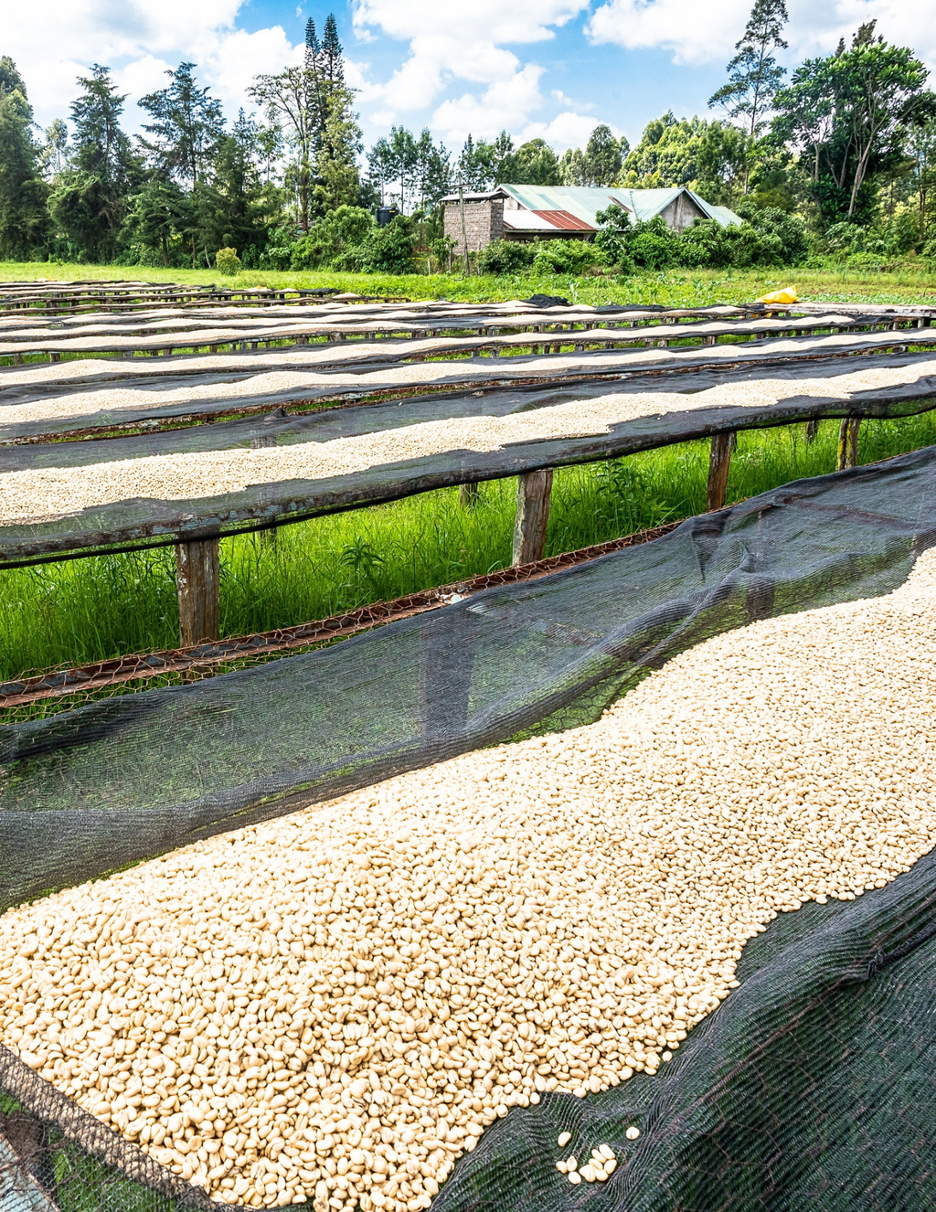 Koffiebonen - Kenia - Ngandu AA - 250G - Filter Roast