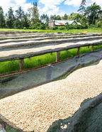 Koffiebonen - Kenia - Ngandu AA - 250G - Filter Roast