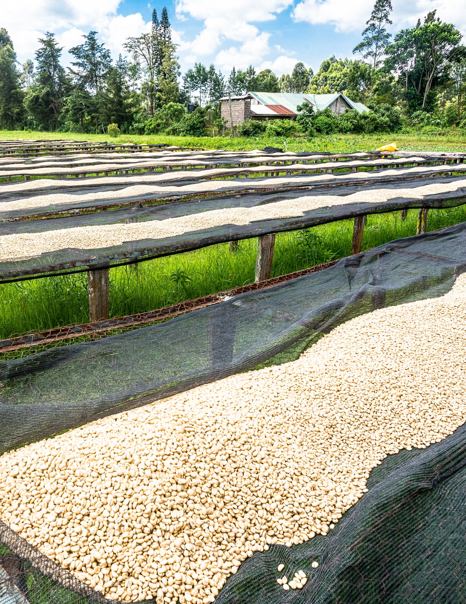 Koffiebonen - Kenia - Ngandu AA - 250G - Filter Roast