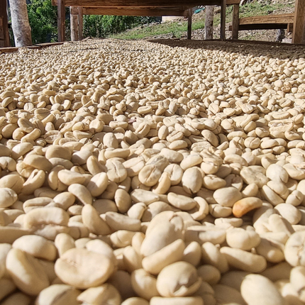 Coffee Beans - Peru - Yolanda Cabrera - 250g - Espresso Roast - Harman Shop & Atelier