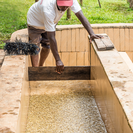 Coffee Beans - Kenya - Ngandu AA - 250g - Filter Roast - Harman Shop & Atelier