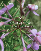 Nordic Green Tea - Decaf - 25 biologisch afbreekbare theezakjes