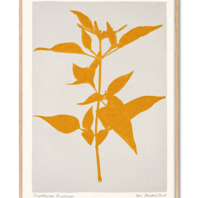 Poster - Eupatorium Rugosum - Printed Plant - 30x40 cm - Harman Shop & Atelier