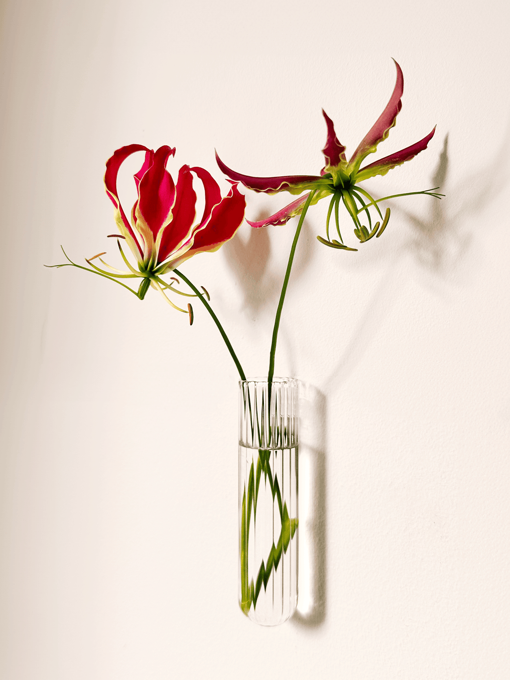 Walleaf XL 1-pack - Harman Shop & Atelier