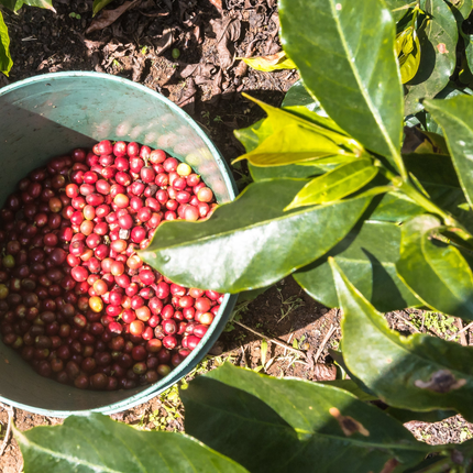 Coffee Beans - Kenya - Ngandu AA - 250g - Filter Roast - Harman Shop & Atelier
