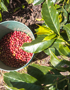 Koffiebonen - Kenia - Ngandu AA - 250G - Filter Roast