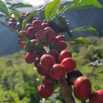 Coffee Beans - Peru - Yolanda Cabrera - 250g - Espresso Roast - Harman Shop & Atelier