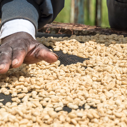 Coffee Beans - Kenya - Ngandu AA - 250g - Filter Roast - Harman Shop & Atelier