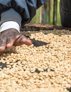 Koffiebonen - Kenia - Ngandu AA - 250G - Filter Roast