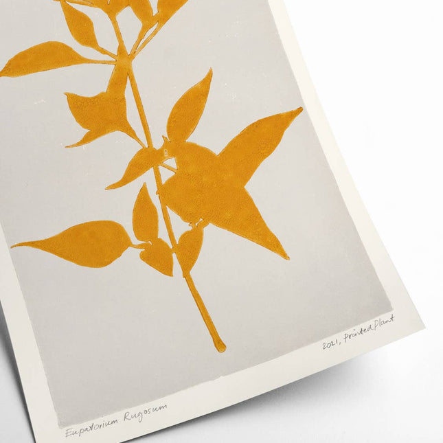 Poster - Eupatorium Rugosum - Printed Plant - 30x40 cm - Harman Shop & Atelier