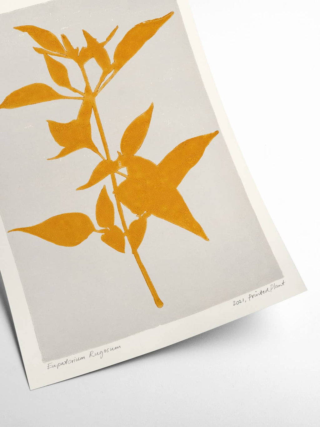 Poster - Eupatorium Rugosum - Gedrukte plant - 30x40 cm