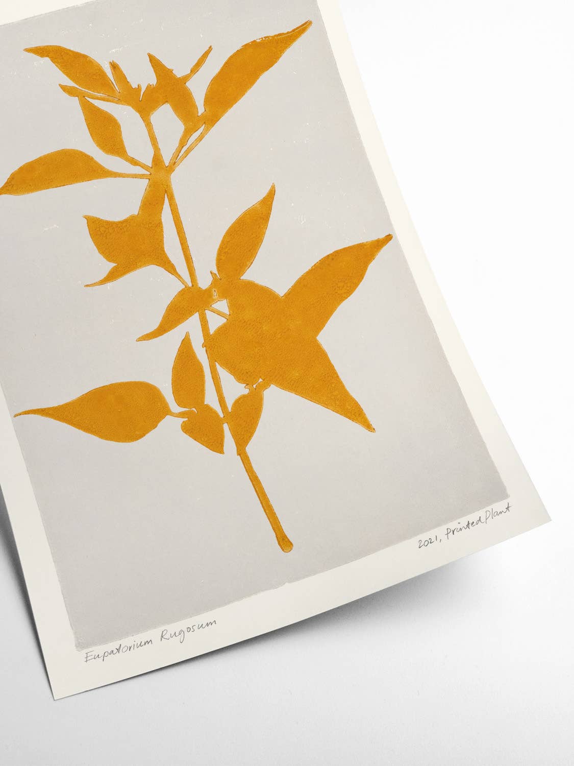 Poster - Eupatorium Rugosum - Gedrukte plant - 30x40 cm